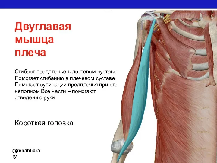 @rehablibrary Двуглавая мышца плеча Короткая головка Сгибает предплечье в локтевом суставе