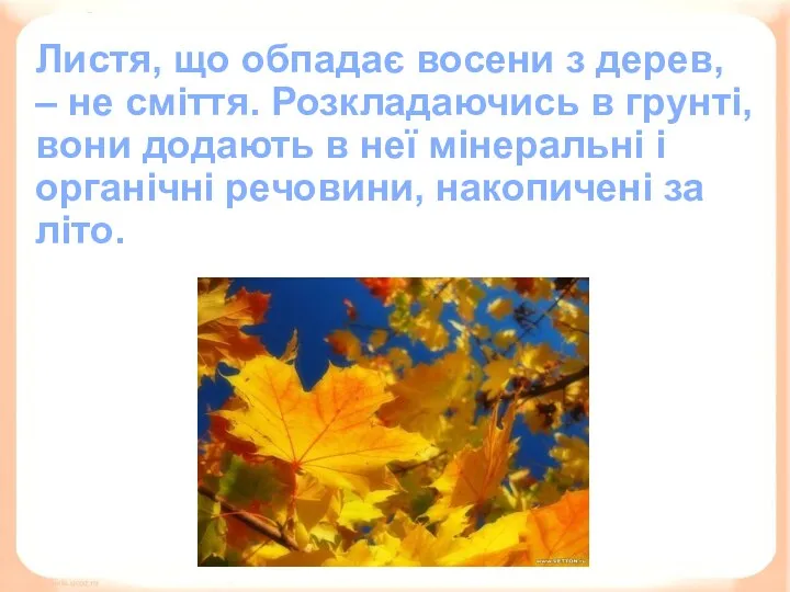 Листя, що обпадає восени з дерев, – не сміття. Розкладаючись в