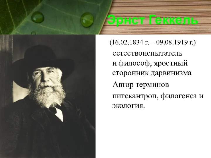 Эрнст Геккель (16.02.1834 г. – 09.08.1919 г.) естествоиспытатель и философ, яростный