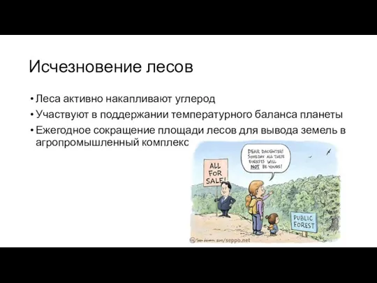 Исчезновение лесов Леса активно накапливают углерод Участвуют в поддержании температурного баланса