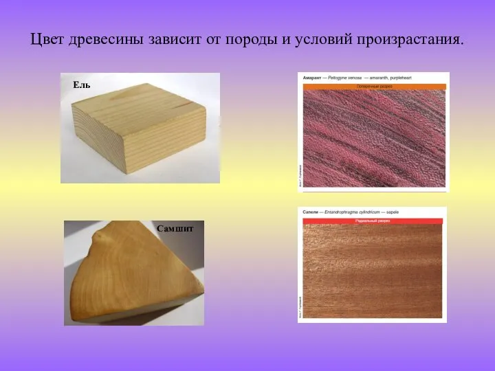 Цвет древесины зависит от породы и условий произрастания. Ель Самшит