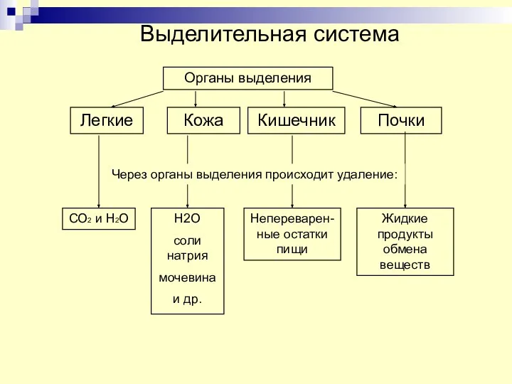 Выделительная система Органы выделения Легкие Кожа Кишечник Почки Через органы выделения