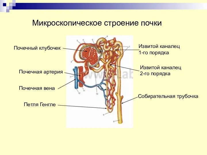 Микроскопическое строение почки Почечный клубочек Почечная артерия Почечная вена Петля Генгле