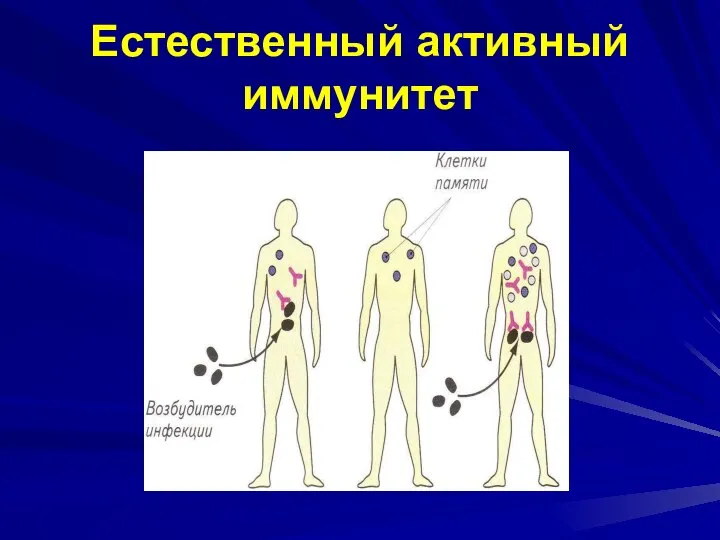 Естественный активный иммунитет