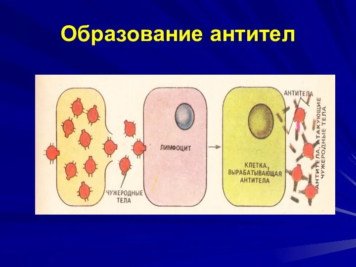 Образование антител