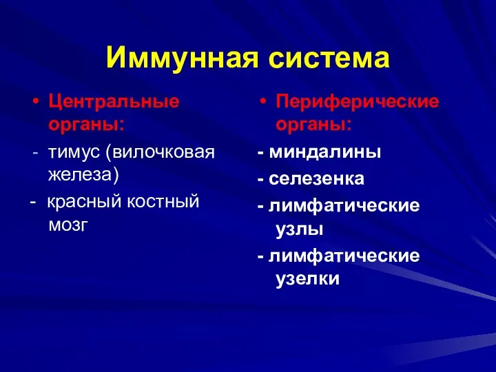 Иммунная система Центральные органы: тимус (вилочковая железа) - красный костный мозг