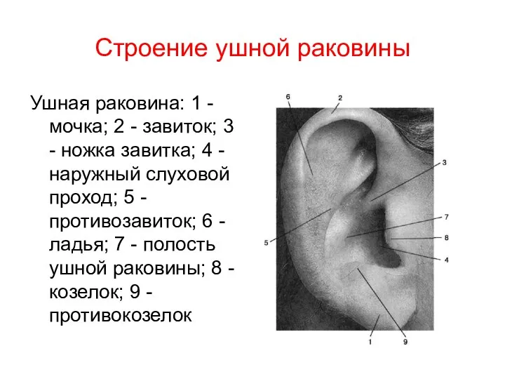 Строение ушной раковины Ушная раковина: 1 - мочка; 2 - завиток;