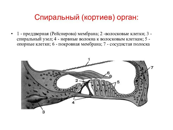 Спиральный (кортиев) орган: 1 - преддверная (Рейснерова) мембрана; 2 -волосковые клетки;