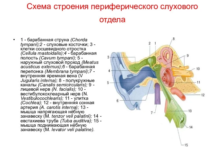 Схема строения периферического слухового отдела 1 - барабанная струна (Chorda tympani);2