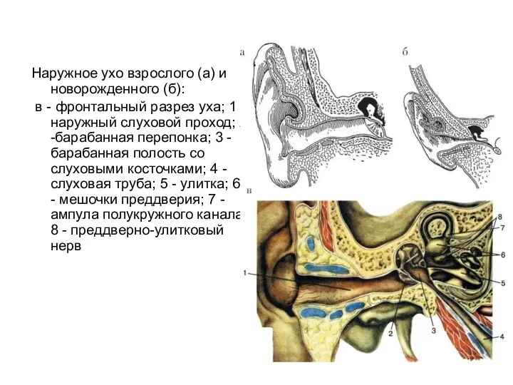 Наружное ухо взрослого (а) и новорожденного (б): в - фронтальный разрез