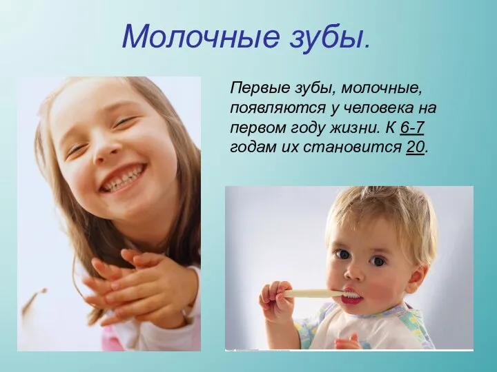 Молочные зубы. Первые зубы, молочные, появляются у человека на первом году