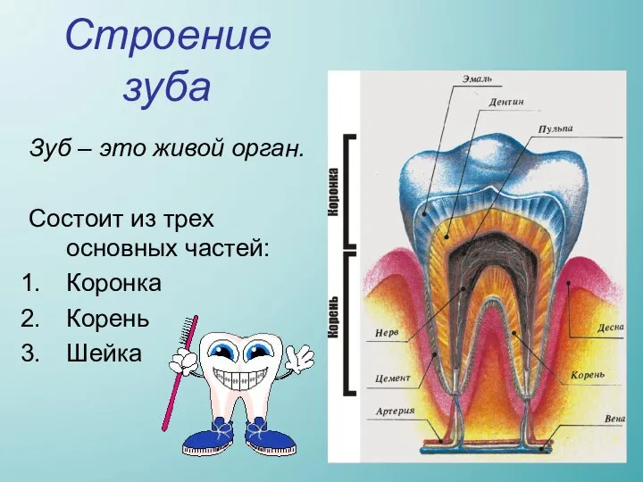 Строение зуба Зуб – это живой орган. Состоит из трех основных частей: Коронка Корень Шейка