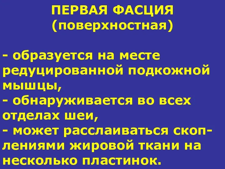 ПЕРВАЯ ФАСЦИЯ (поверхностная) - образуется на месте редуцированной подкожной мышцы, -