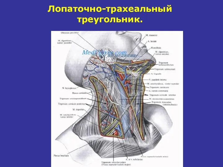 Лопаточно-трахеальный треугольник.