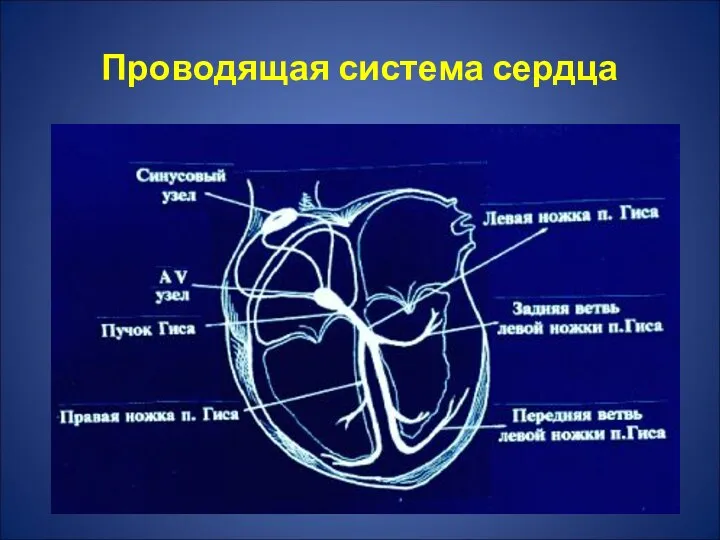 Проводящая система сердца