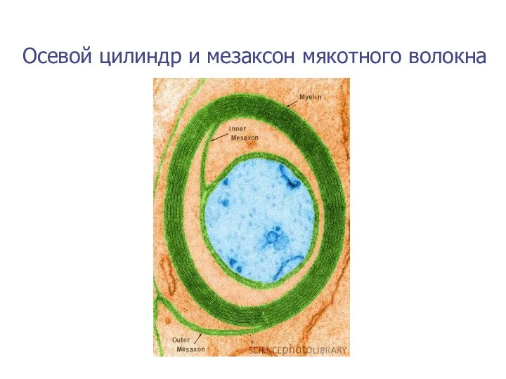 Осевой цилиндр и мезаксон мякотного волокна