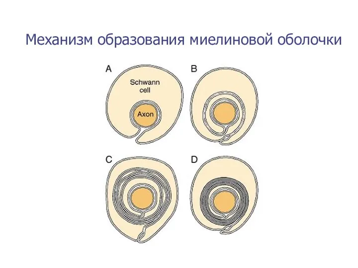 Механизм образования миелиновой оболочки