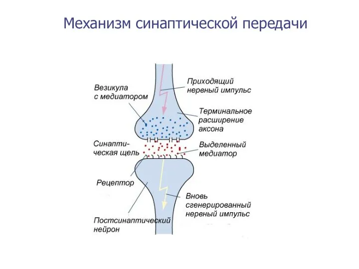 Механизм синаптической передачи