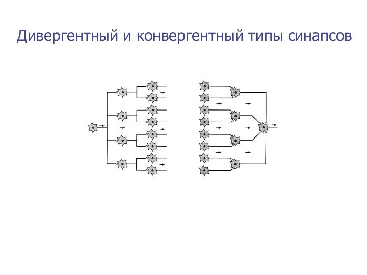 Дивергентный и конвергентный типы синапсов