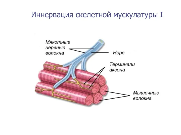 Иннервация скелетной мускулатуры I