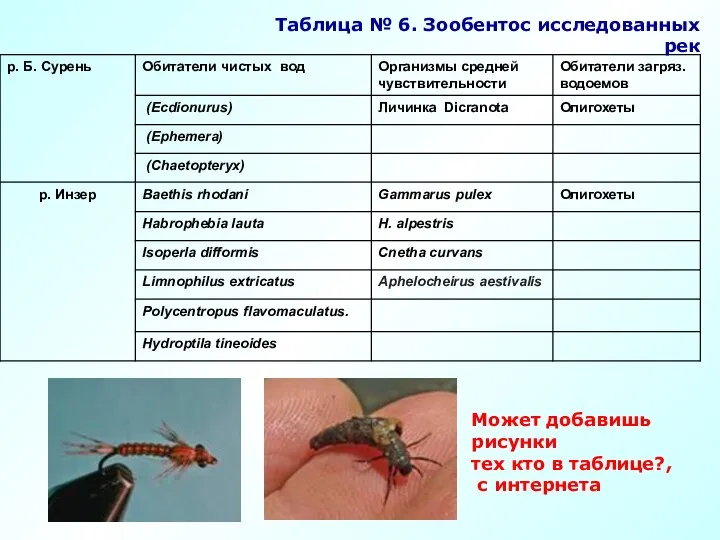 Таблица № 6. Зообентос исследованных рек Может добавишь рисунки тех кто в таблице?, с интернета