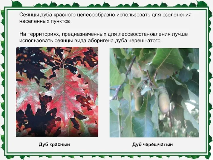 Сеянцы дуба красного целесообразно использовать для озеленения населенных пунктов. На территориях,