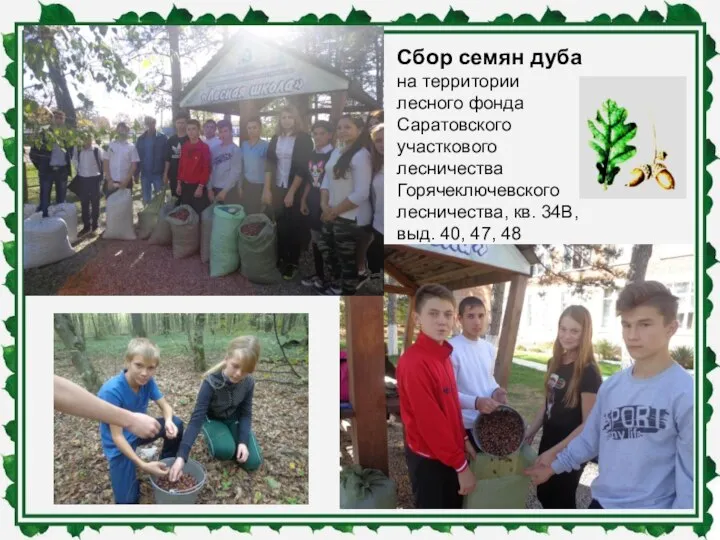 Сбор семян дуба на территории лесного фонда Саратовского участкового лесничества Горячеключевского