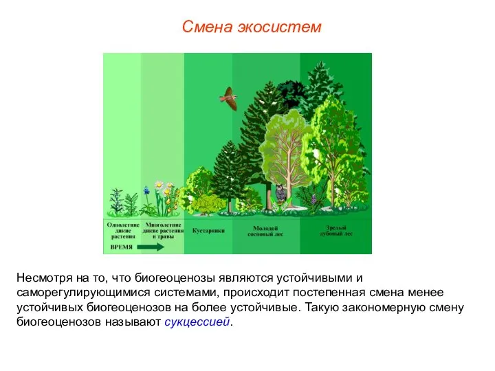 Смена экосистем Несмотря на то, что биогеоценозы являются устойчивыми и саморегулирующимися