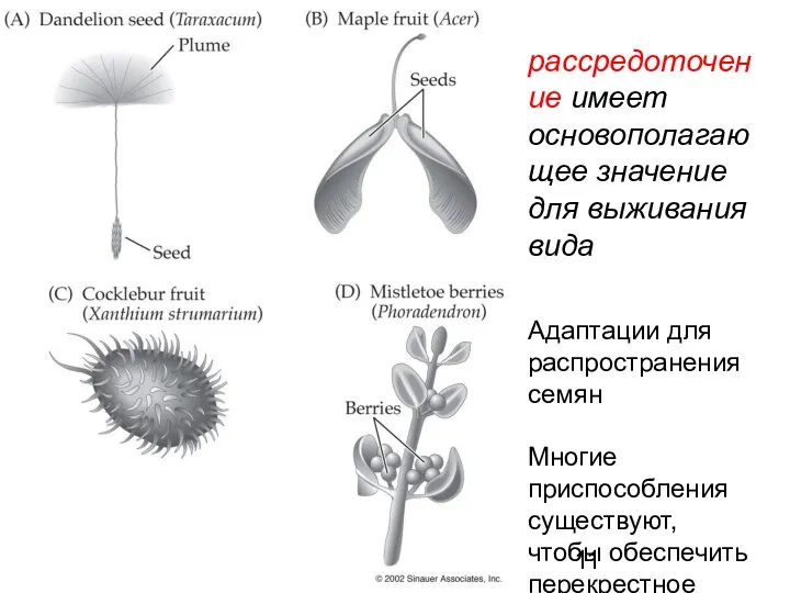 рассредоточение имеет основополагающее значение для выживания вида Адаптации для распространения семян