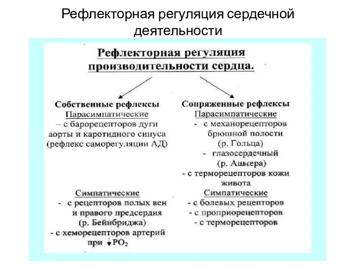 Рефлекторная регуляция сердечной деятельности