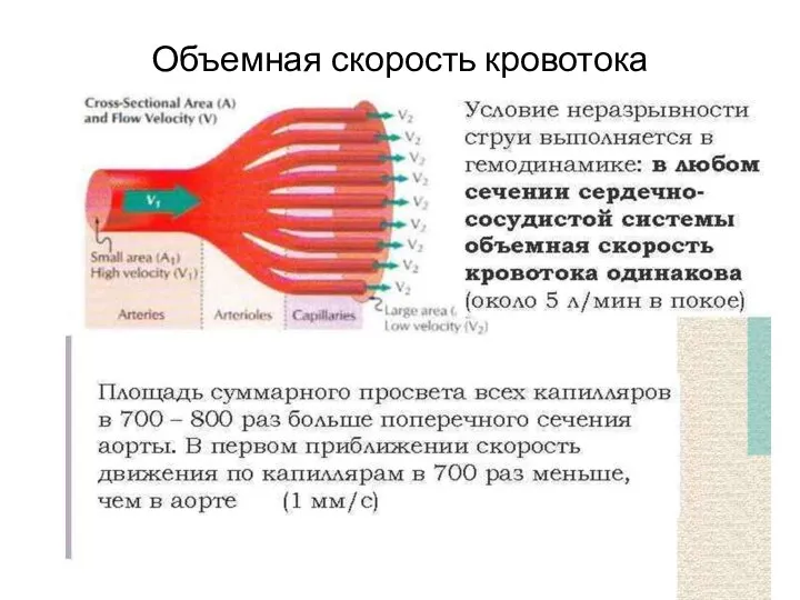 Объемная скорость кровотока