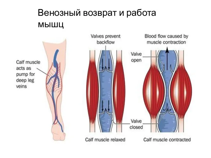 Венозный возврат и работа мышц