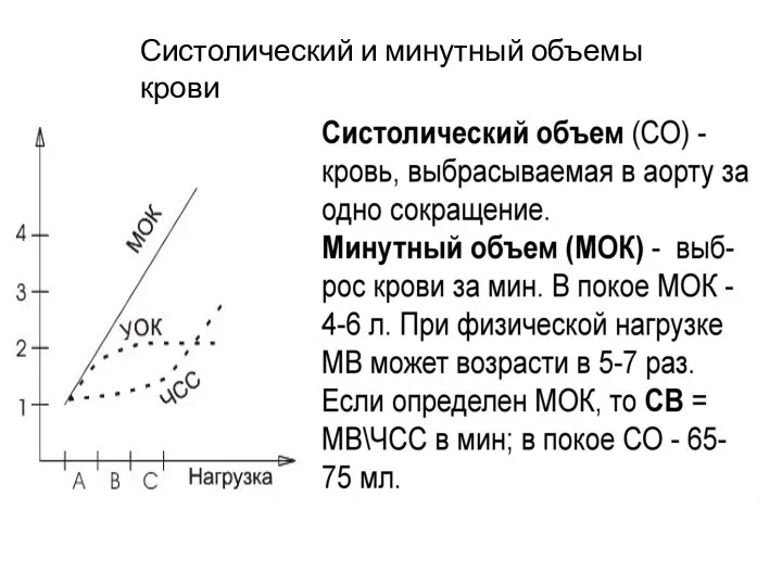 Систолический и минутный объемы крови