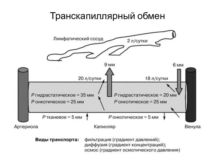 Транскапиллярный обмен