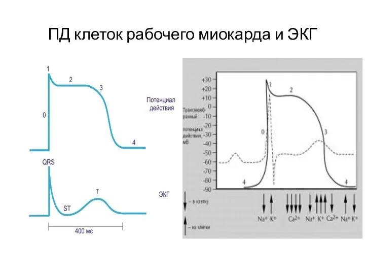 ПД клеток рабочего миокарда и ЭКГ