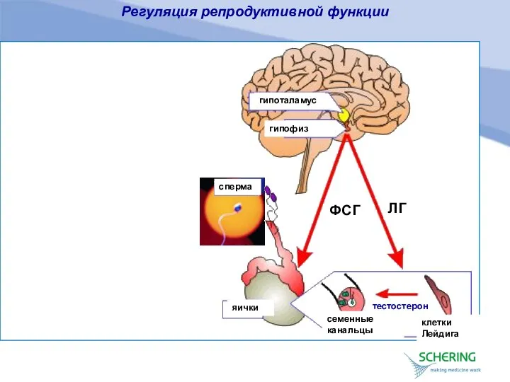 Регуляция репродуктивной функции гипоталамус гипофиз сперма ФСГ ЛГ яички семенные канальцы клетки Лейдига тестостерон