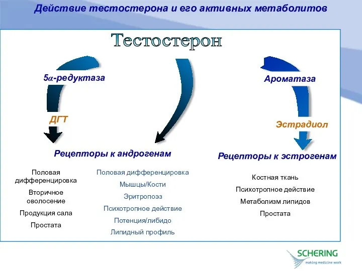 Рецепторы к андрогенам Рецепторы к эстрогенам 5α-редуктаза Ароматаза Тестостерон Действие тестостерона