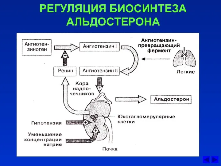 РЕГУЛЯЦИЯ БИОСИНТЕЗА АЛЬДОСТЕРОНА