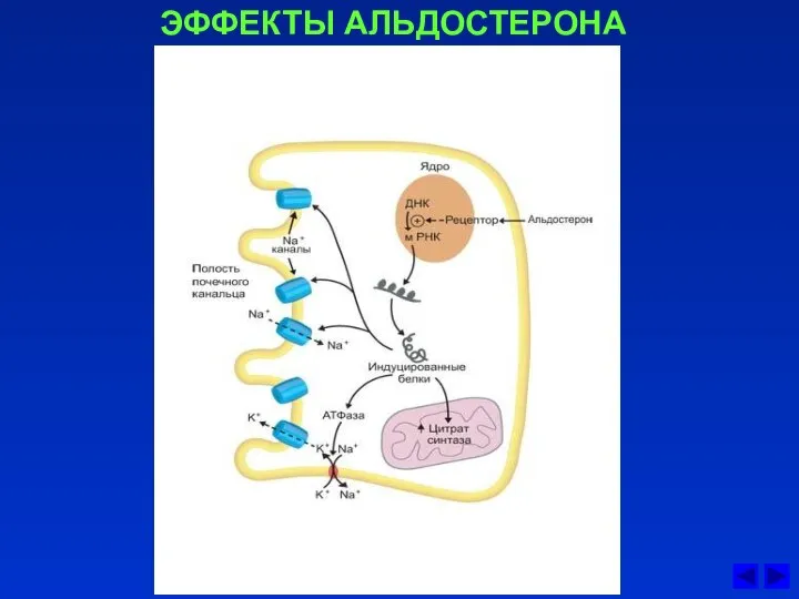 ЭФФЕКТЫ АЛЬДОСТЕРОНА