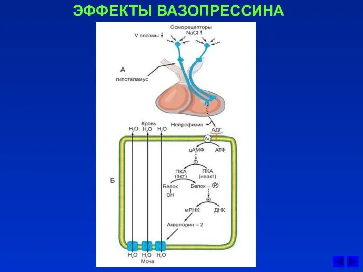 ЭФФЕКТЫ ВАЗОПРЕССИНА