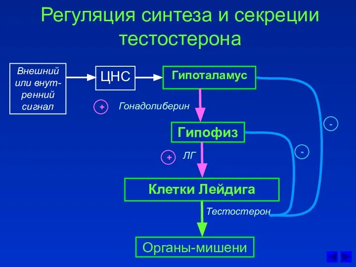 Регуляция синтеза и секреции тестостерона ЦНС Гонадолиберин Гипоталамус Гипофиз ЛГ Клетки