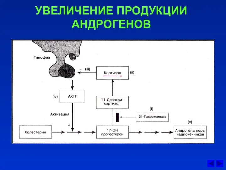 УВЕЛИЧЕНИЕ ПРОДУКЦИИ АНДРОГЕНОВ