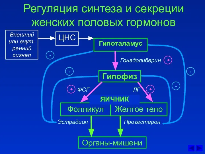 Регуляция синтеза и секреции женских половых гормонов ЦНС Гонадолиберин Гипоталамус Гипофиз