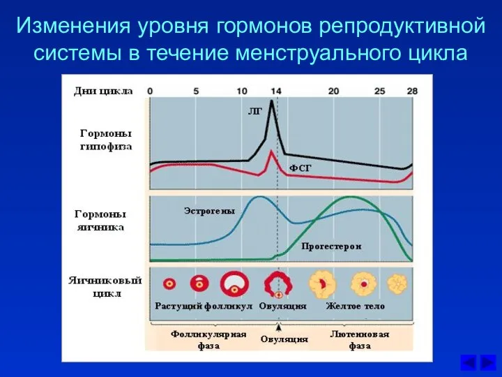 Изменения уровня гормонов репродуктивной системы в течение менструального цикла