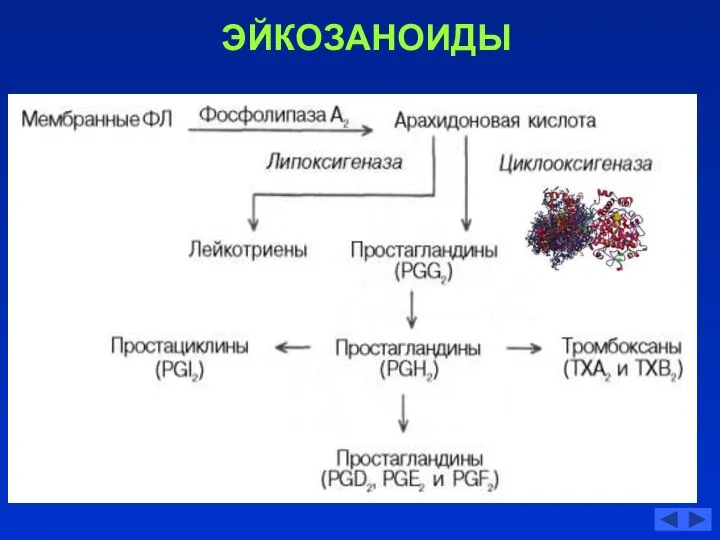 ЭЙКОЗАНОИДЫ