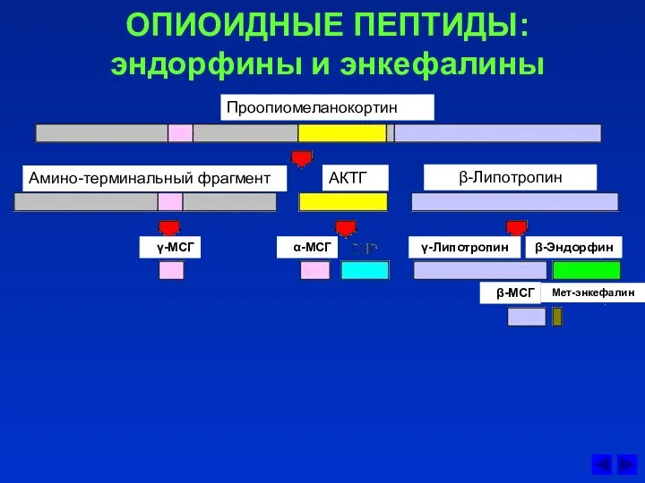 ОПИОИДНЫЕ ПЕПТИДЫ: эндорфины и энкефалины