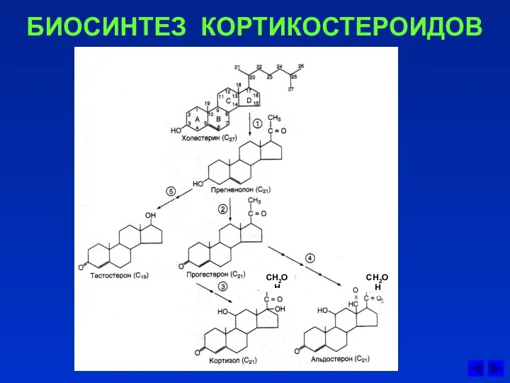 БИОСИНТЕЗ КОРТИКОСТЕРОИДОВ