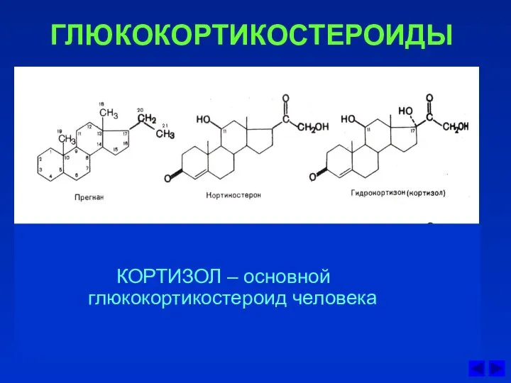 ГЛЮКОКОРТИКОСТЕРОИДЫ КОРТИЗОЛ – основной глюкокортикостероид человека