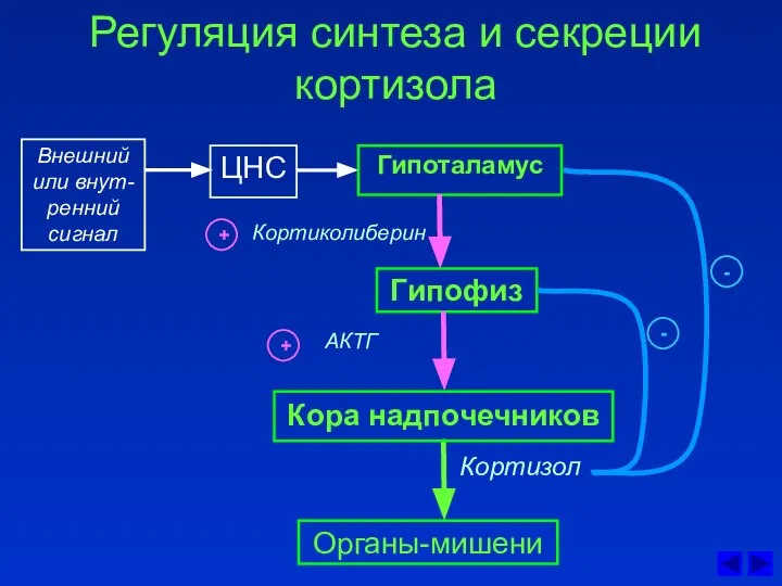 Регуляция синтеза и секреции кортизола ЦНС Кортиколиберин Гипоталамус Гипофиз АКТГ Кора