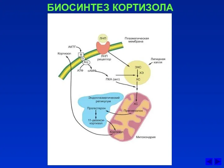 БИОСИНТЕЗ КОРТИЗОЛА